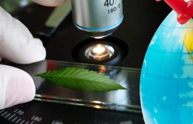 El cannabis se mete en los planes de estudios de varias universidades norteamericanas