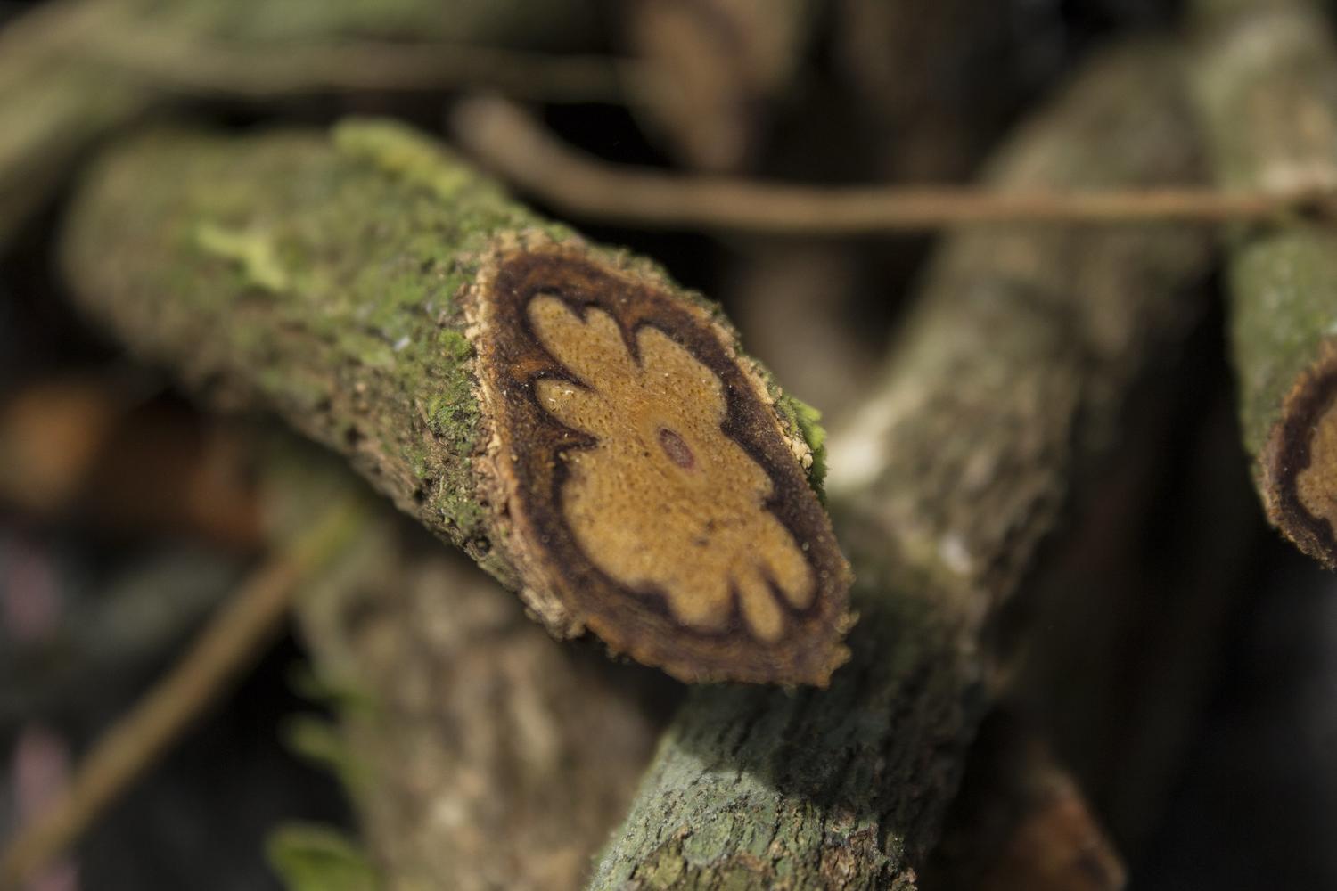 Enteógenos: La ayahuasca se abre camino en Occidente como cura de adicciones y depresión