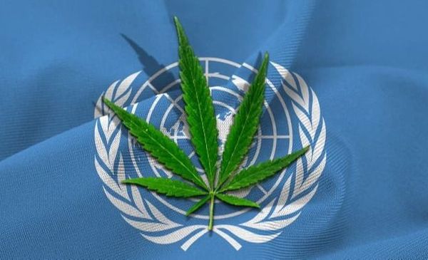 La ONU reconoce oficialmente las propiedades medicinales del cannabis